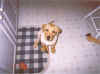 Buckey as a small pup on the kitchen rug.